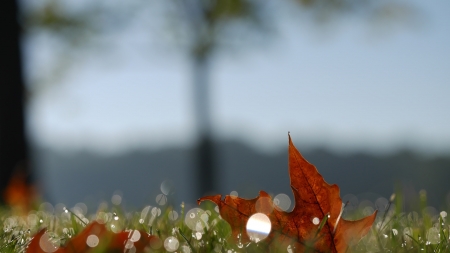 Autumn - mood, trees, leaf, autumn