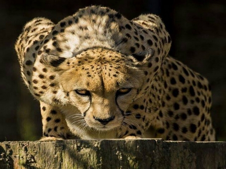 Ready - cheetah, hunter, pounce, cat