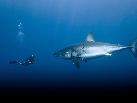 Man vs. Wild - size, predator, animal, difference, wild, ocean, shark, man