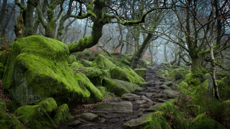 â€¢áƒ¦âœ¿áƒ¦â€¢ - nature, green, forest, trees