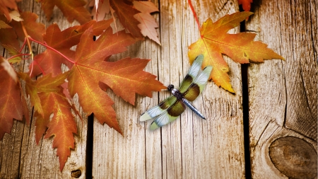 Dragonfly Fall - fall, dragonfly, boards, leaves, wood, autumn