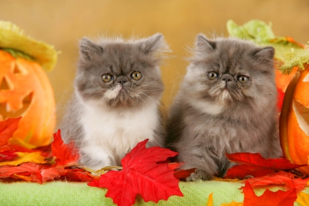 Persian kittens in autumn - autumn, adorable, fluffy, kittens, fall, cats, leaves, sweet, cute, persian