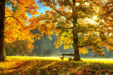 Fall foliage - yellow, beautiful, rest, leaves, tree, fall, colorful, season, rays, autumn, bench, golden, foliage, park