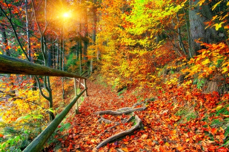 Autumn forest - beautiful, forest, fence, leaves, fall, glow, colorful, rays, autumn, foliage