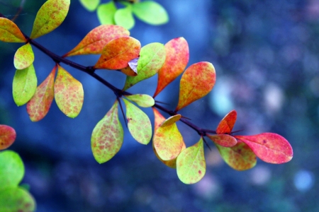 Autumn forces - leaves, fall, autumn, branch