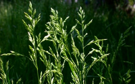 Gramineae - gramineae, nature, green, greenroofs