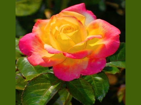 Pretty rose