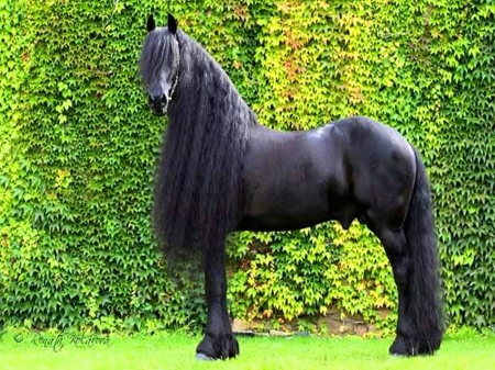 Great black - horse, trees, black, green