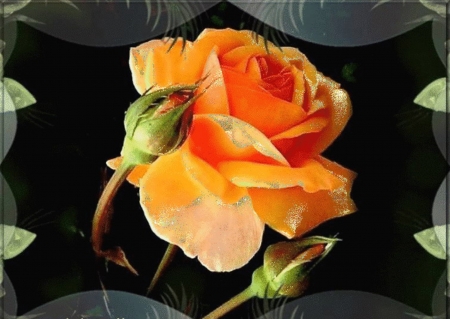 Yellow Velvet Rose and Buds - bloom, flowers, roses, nature, yellow, buds, petals