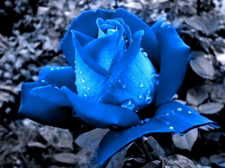 Blue Rose with Dew Drops - flowers, roses, nature, blue, dew, macro, drops, petals