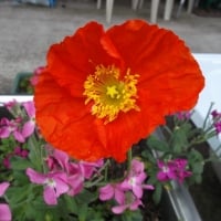 PRETTY POPPY FLOWER