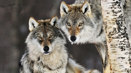 On the Prowl - wildlife, wolves, predators, wofpack