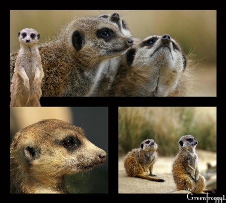 MEERKAT COLLAGE - collage, creation, meerkat, cute