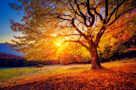 Autumn tree - sunlight, branches, beautiful, tree, fall, glow, season, rays, autumn, fiery, golden, foliage