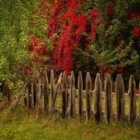 Broken Fence Boards in Autumn Forest