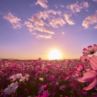 Cosmos Field in Japan