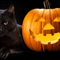 cat and pumpkin