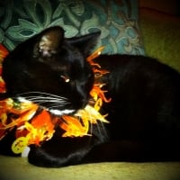 Cat with halloween collar