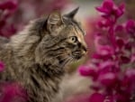 Cat among pink flowers