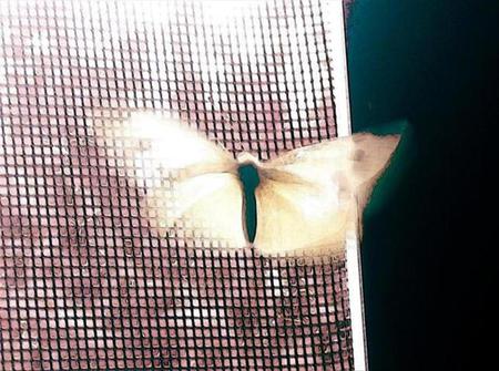 Lisa's Moth - screen, butterfly