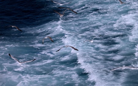 Beautiful Beach Water with seagulls. - beach, seagulls, water, blue