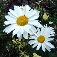 Two Flowers 