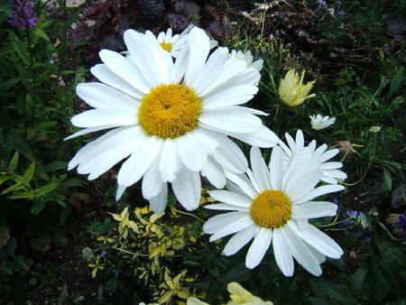 Two Flowers  - daisy, flowers, spring, flower