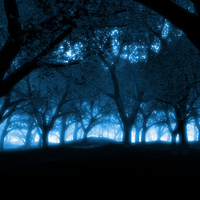 Blue Forest 