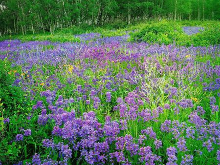 Lilacs - flowers, lilacs