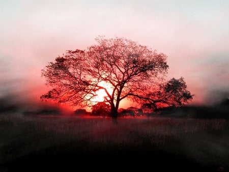 Tree - trees, nature