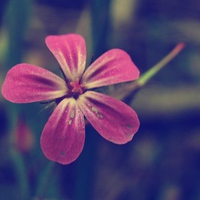 A beautiful flower in late autum.