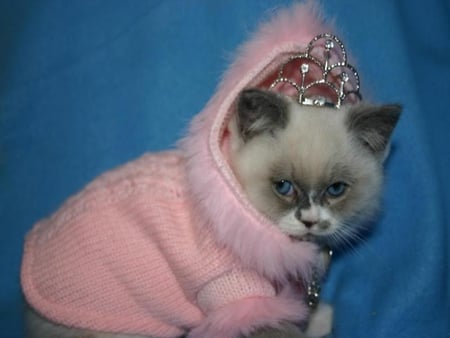 Pretty in Pink - cat, pink