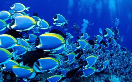 Tropical Fish - marine life, tropical, underwater, sea, ocean, fish