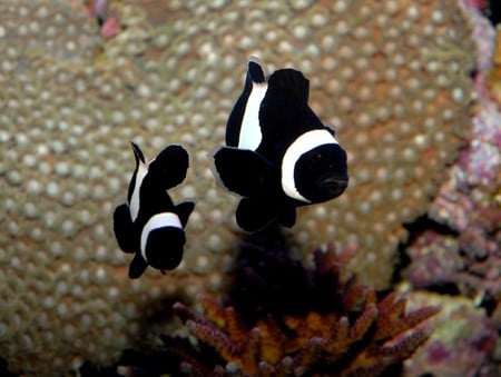 turban clown fish - white, turban, fish, black, clown