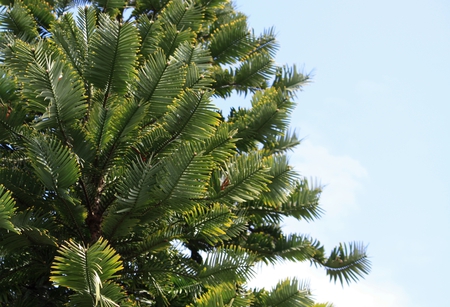 Wollemi Pine (Wollemia nobilis) - dinosaur tree, wollemi, wollemi pine, conifer, dinosaur, wollemia, pine, wollemia nobilis