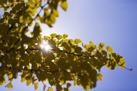 Ginkgo biloba (Maidenhair Tree) - maidenhair tree, ginkgo, ginkgo tree, dinosaur