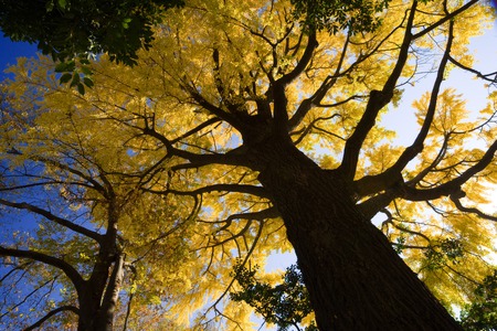 Ginkgo biloba (Maidenhair Tree)