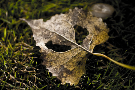 Fallen Leaf - leaf, fall, contrast, macro