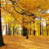 autumn trees