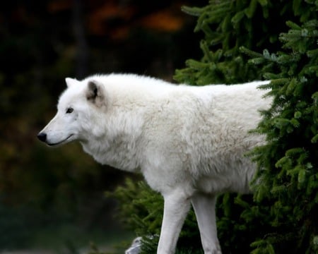 Arctic Wolf - white, wolf, wild