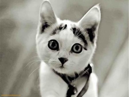 Cuuuute! - animal, feline, cat, kitten