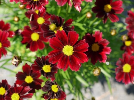 COREOPSIS - leaves, petals, nature, colors