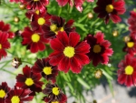 COREOPSIS