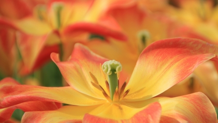 LILLIES - leaves, petals, nature, colors