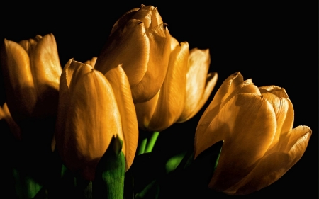 TULIPS - nature, colors, stems, petals