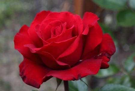 ROSE - leaves, petals, colors, stem