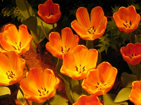 TULIPS - leaves, colors, stems, petals