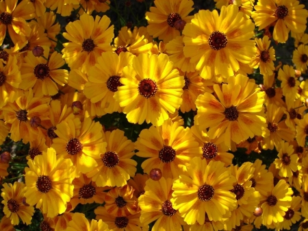 COREOPSIS - flowers, petals, nature, colors