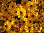 COREOPSIS