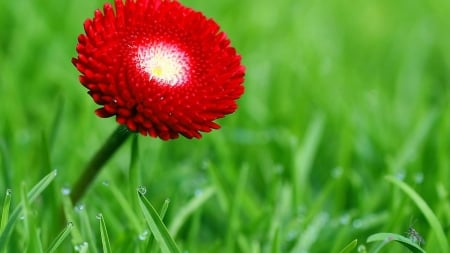 FLOWER - GRASS, NATURE, STEM, PETALS